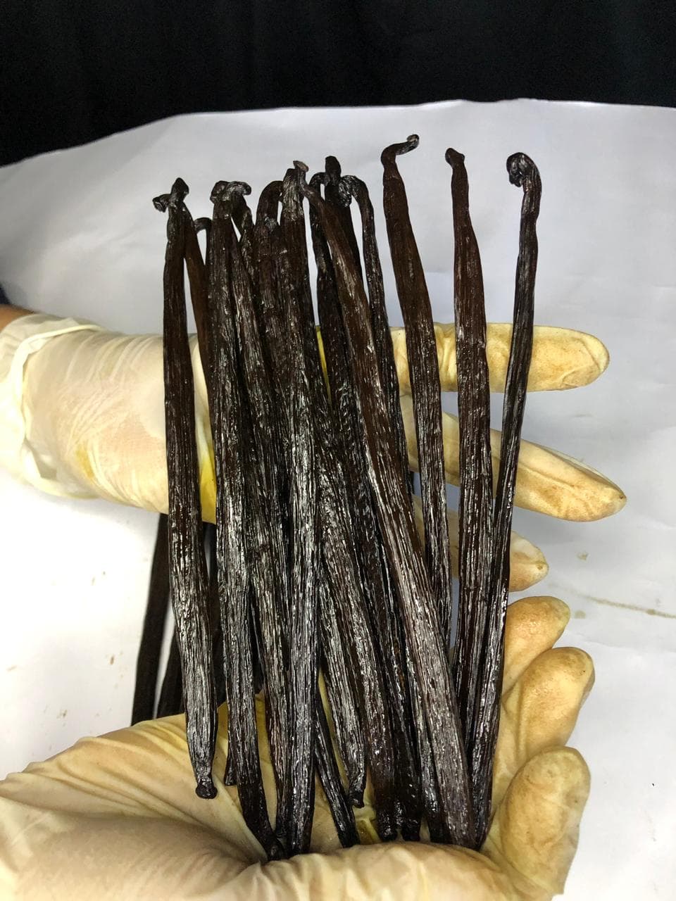 Hand holding a bundle of calibrated vanilla pods