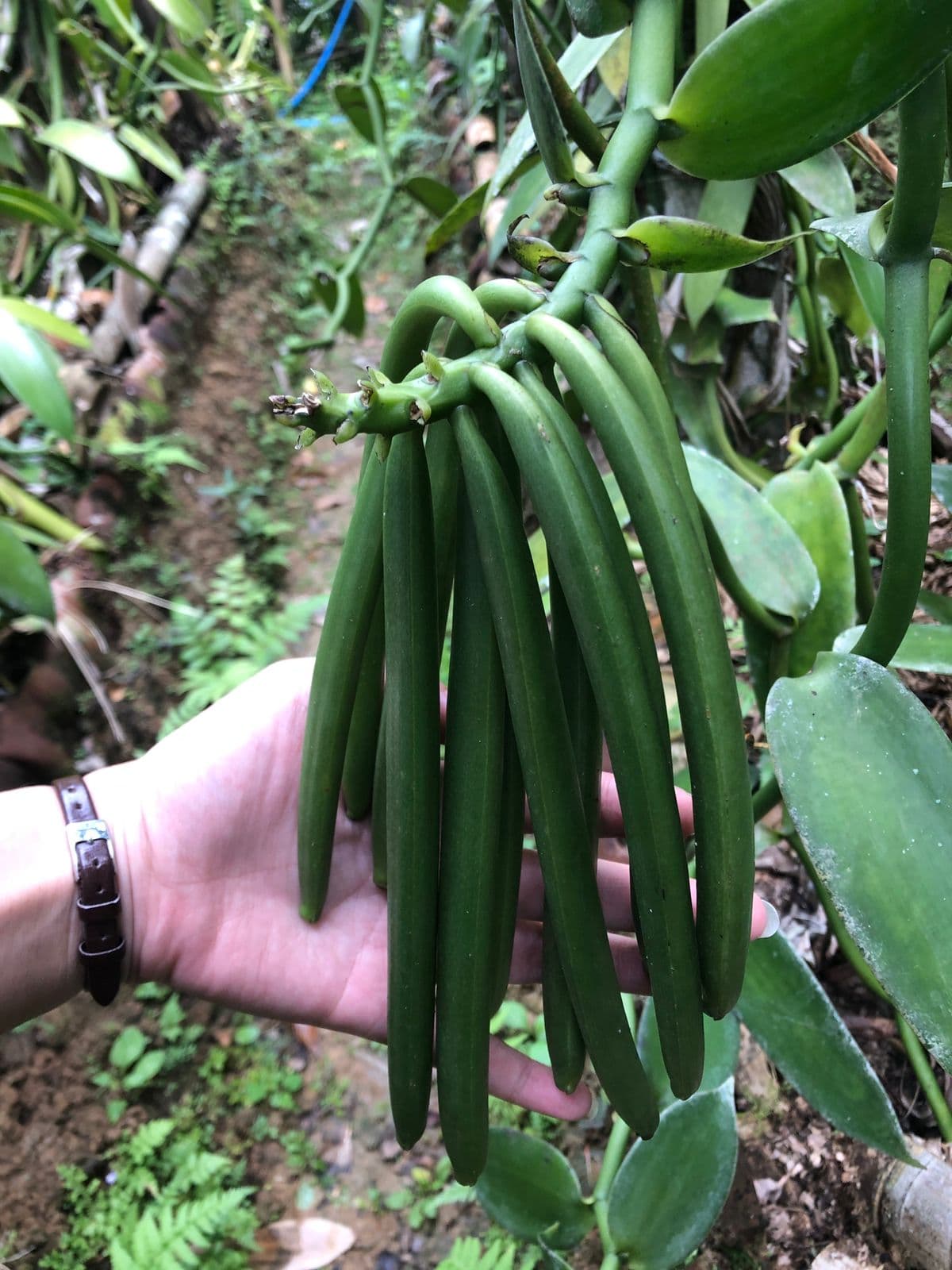 Green vanilla pods on the vine in an Indonesian shade farm